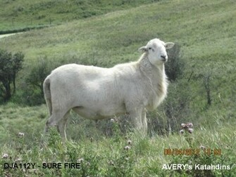 KataHDin Sheep HD Wallpaper
