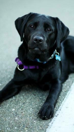 Wallpaper Labrador Retriever Black Lying Sony