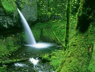 Animals S Waterfalls Wallpaper Waterfall Desktop