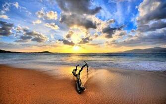 Tree Branch On Beach Desktop Pc And Mac Wallpaper