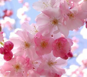 Flowers Screensaver Wallpaper
