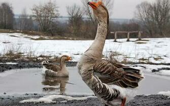 Geese Animal Birdie Goose Gray Snow