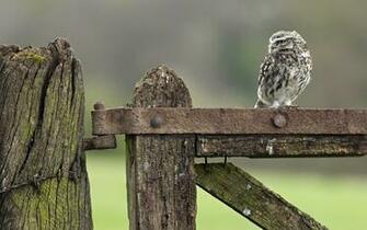 File Name Cool Desktop Wallpaper Of Little Owl Bird