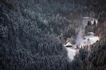 Beautiful Bewitching Black Forest Pics