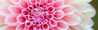 Flower Wallpaper HD
