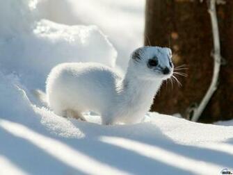 Category Nature HD Wallpaper Subcategory Winter