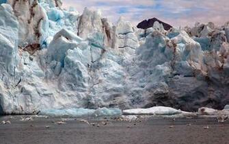 Artic Animals Birds Winter Wallpaper
