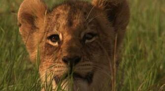 Lioness Face Wallpaper Image