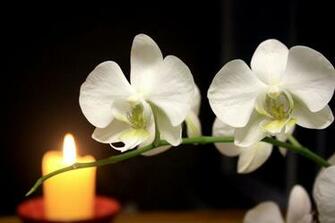 White Orchid Wallpaper