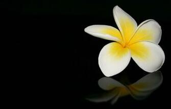 Wallpaper Flower Macro Reflection Black Background Plumeria