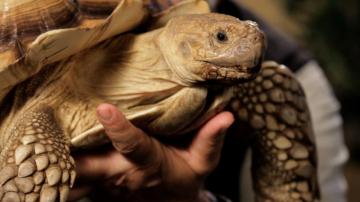 Sulcata Tortoise Wallpaper Animal Hq Pictures