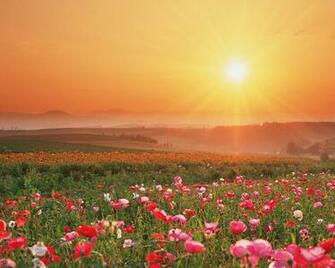 Field Of Flowers Wallpaper