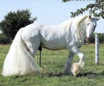 Horse Beautiful White HD Wallpaper Cute