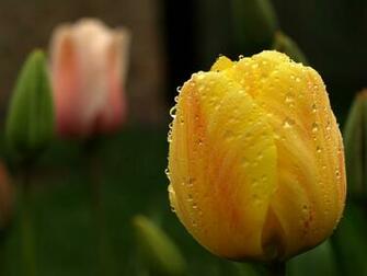 Tulip Flowers For Desktop Background Wallpaper Dekstop