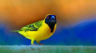 Animals Wild Birds Others Southern Masked Weaver Wallpaper