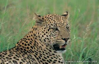 Safari Animals Background Wallpaper