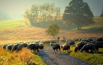 Sheep Wallpaper Morning Nature Landscape Desktop HD