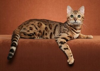 Bengal Cat Posing On A Brown Background Wallpaper And Image