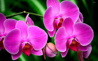 Orchidee Wallpaper Ndash
