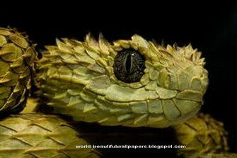 Beautiful Wallpaper Snakes
