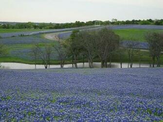 Bluebonnet Wallpaper iPhone Texas