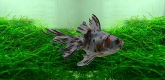 Goldfish Wallpaper Is An Interactive And Smoothly Desktop