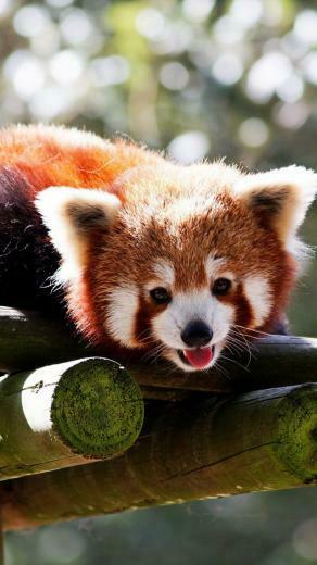 Red Panda iPhone Wallpaper Jpg