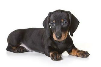 Dachshund Puppies