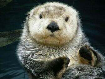 Beautiful Otter Wallpaper
