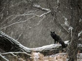 Black Fox Pictures Animals Wallpaper Best Photos
