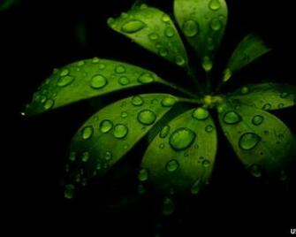 Water On My Leafs Desktop Pc And Mac Wallpaper