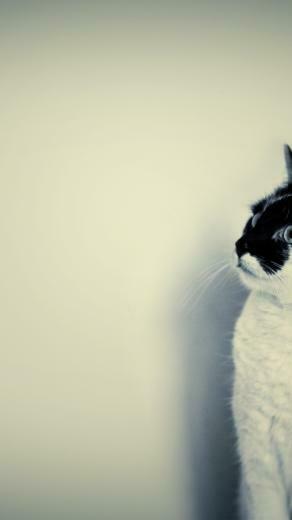 Cute Black And White Cat iPhone Wallpaper