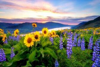 Yellow Beautiful Purple Wildflower River Green Desktop Background