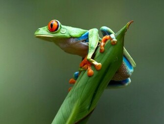 Cute Real Frog For Desktop Wallpaper Wallpapermine