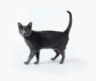 Korat Walking Photo And Wallpaper Beautiful Pictures