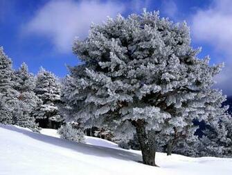 Dreamy Winter Snow Country Scenes Wallpaper13