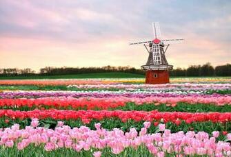 Windmill Dutch Bulb Fields