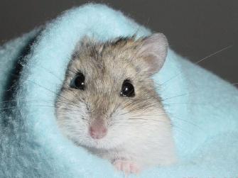 Hamster Background Pics HD Wallpaper