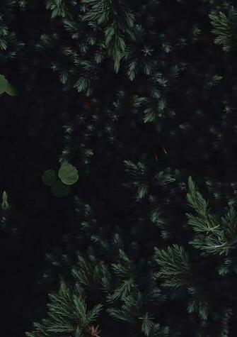 Dark Forest Leaves My iPhone Background