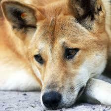 Dingo Wallpaper Pics Fun Animals Wiki Videos
