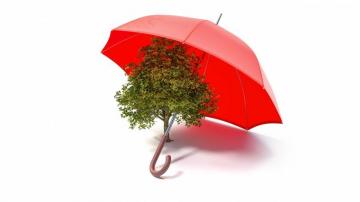 Desktop Wallpaper 3d Graphics Umbrella Trees White
