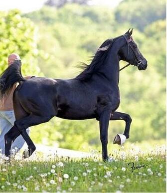 Horses Image True Arab Wallpaper And Background Photos