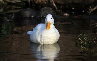 Duck Wallpaper Px HDwallsource
