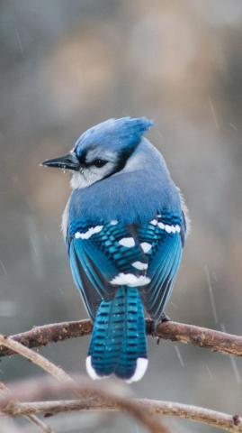 Wallpaper Bird Tail Feathers Branch Blue