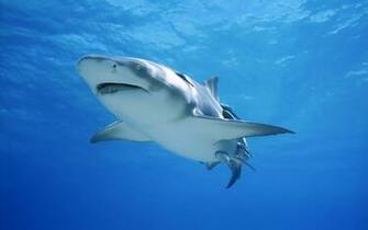 Wallpaper Shark Great White And Remoras