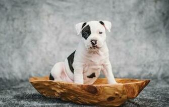 Wallpaper Dog Puppy Amstaff American Staffordshire Terrier