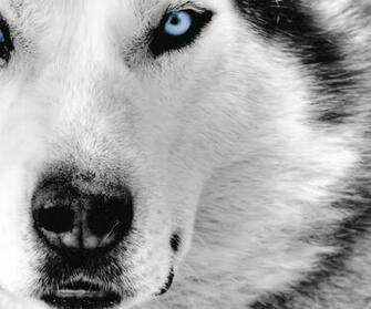 Amazing Animals Wolf Wallpaper Wallpaper55 Best