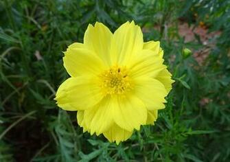 HD Wallpaper Flower Cosmos Sulphureus Sulfur Yellow