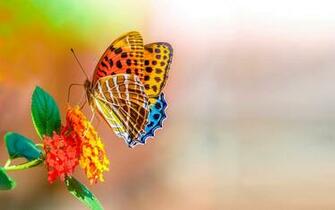 Sweet Wallpaper Butterfly Colorful Digital HD
