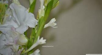 Tuberose HD Wallpaper Master